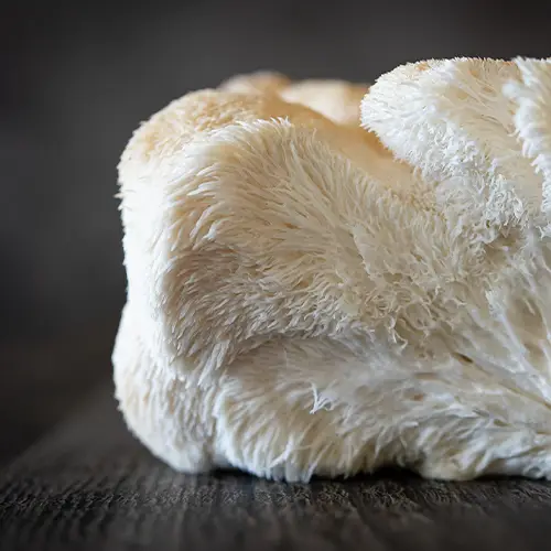 Health Advantages of Lion’s Mane Mushrooms